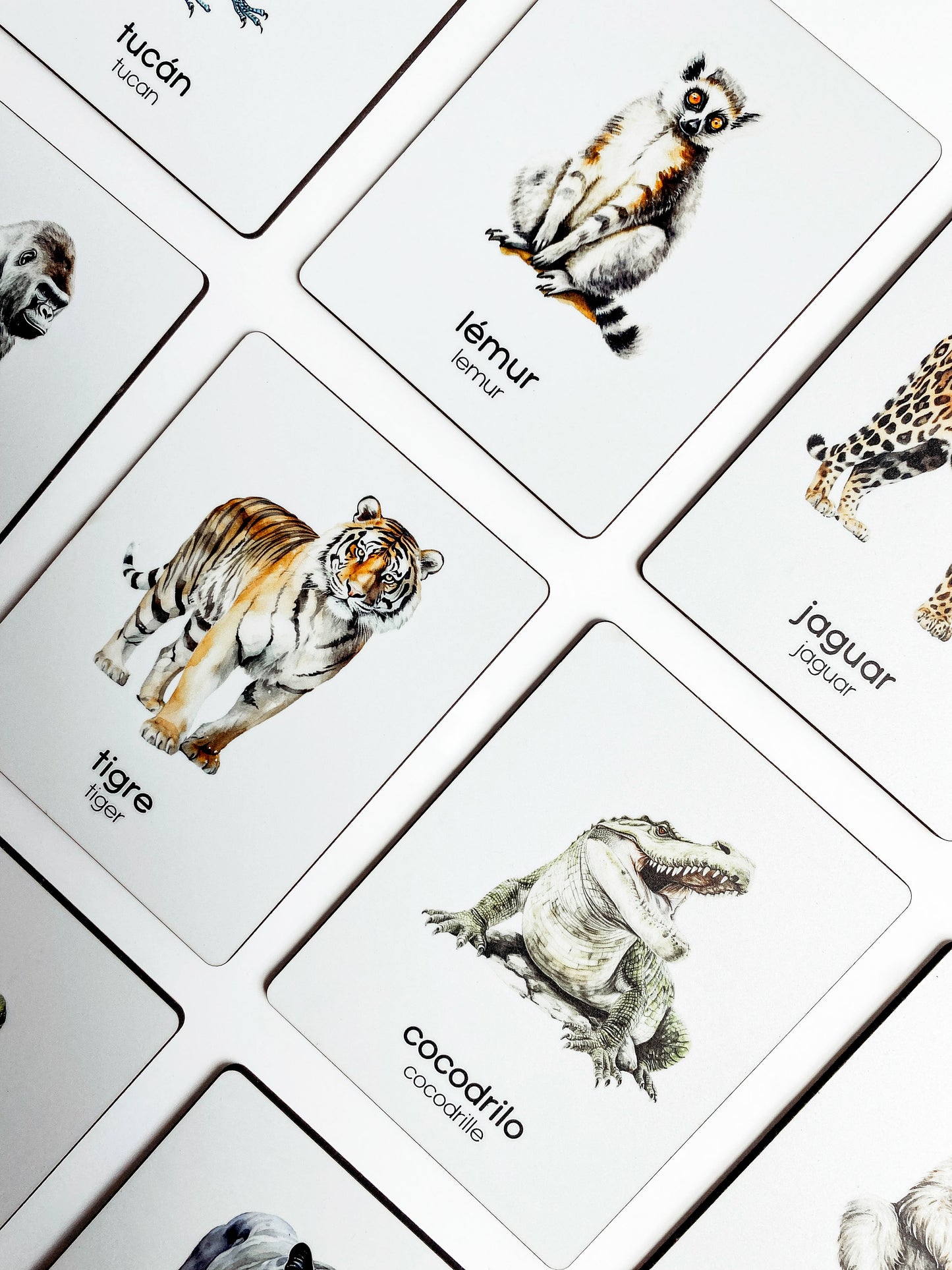 Flashcards - Selva