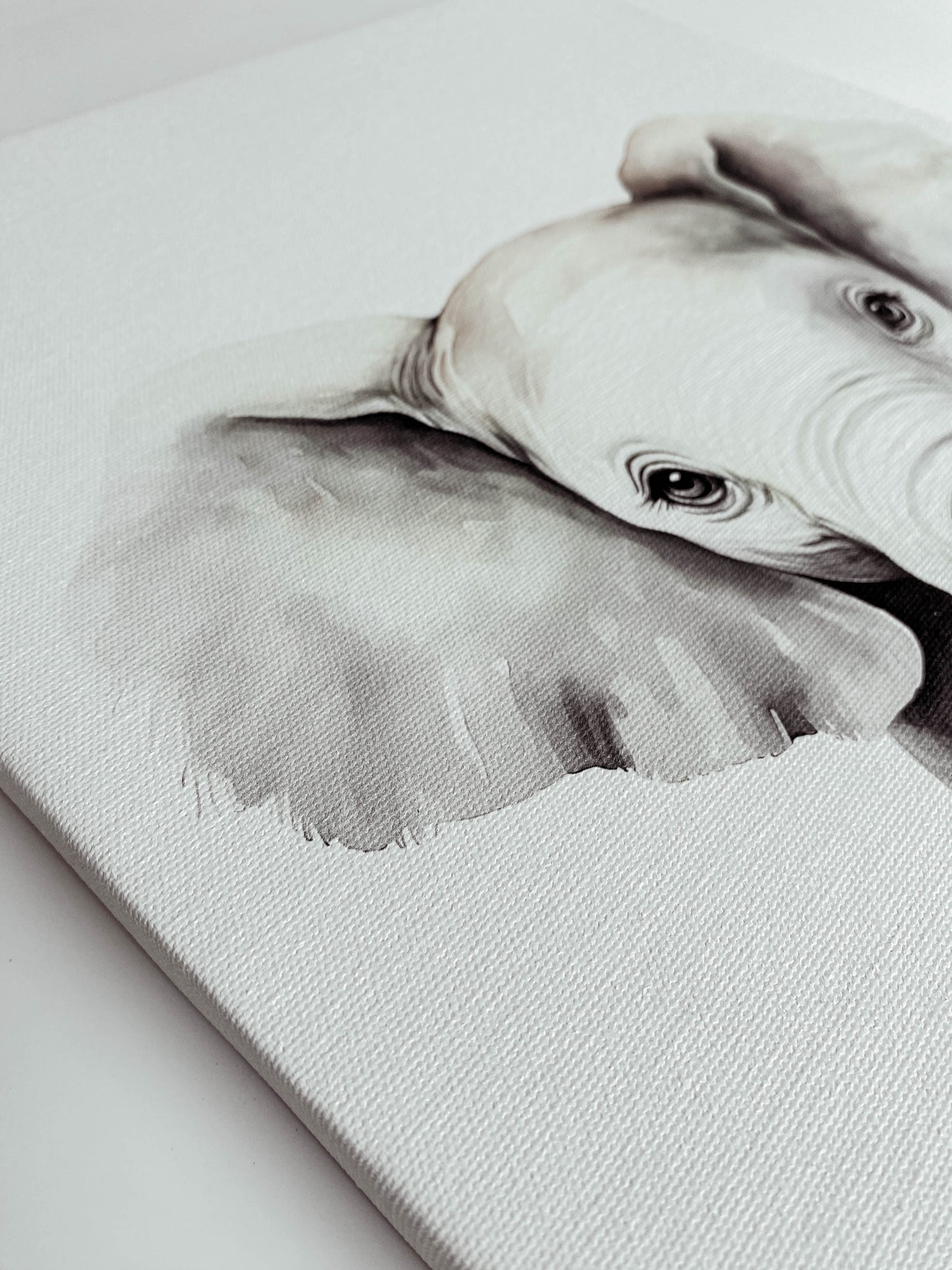 Cuadros Canvas - Retratos de Animales (LIQUIDACIÓN)