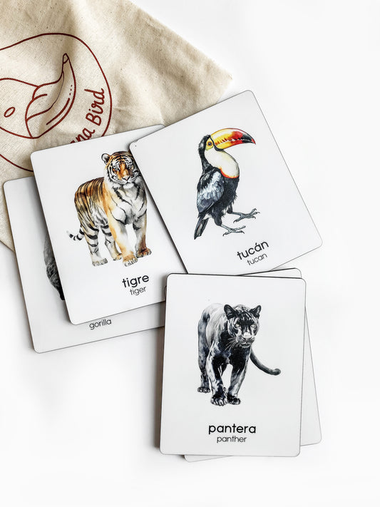 Flashcards - Selva